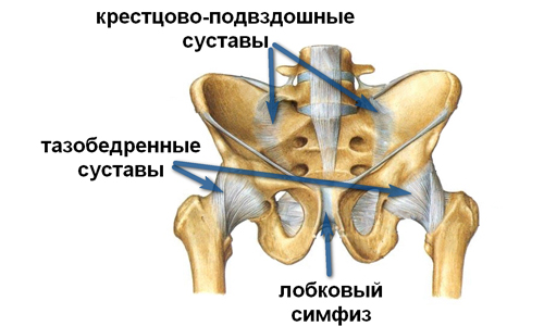 Строение тазобедренного сустава